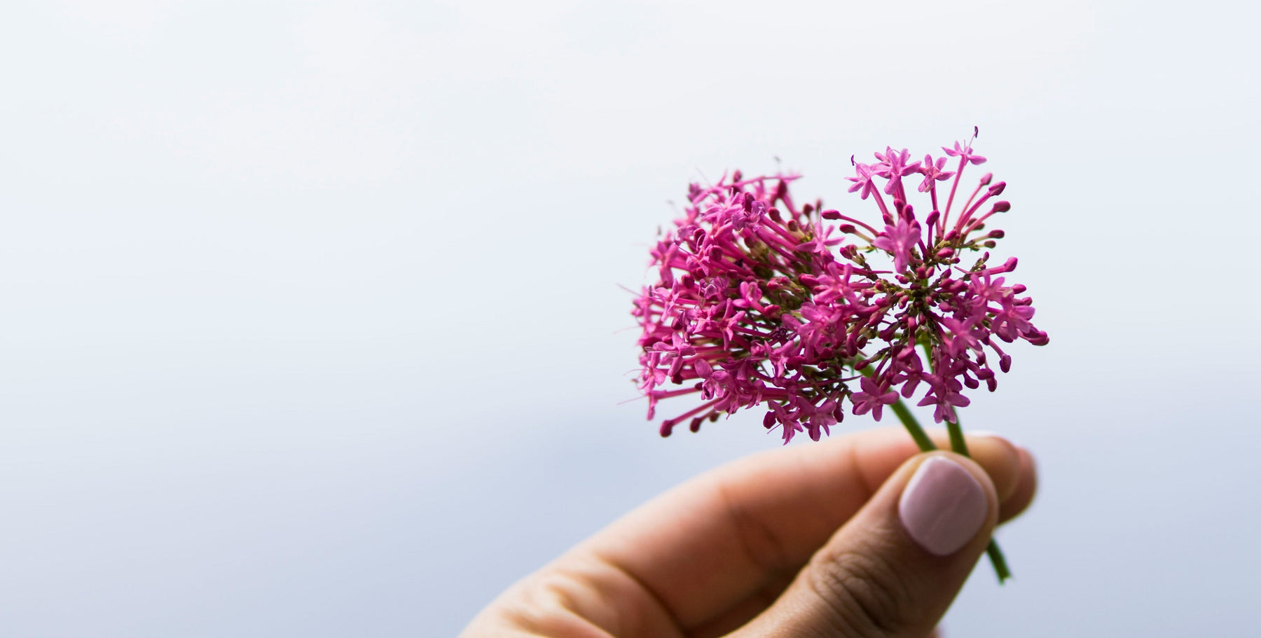 Baldrian zum Schlafen: Vorteile und Kontraindikationen für eine natürliche Erholung.