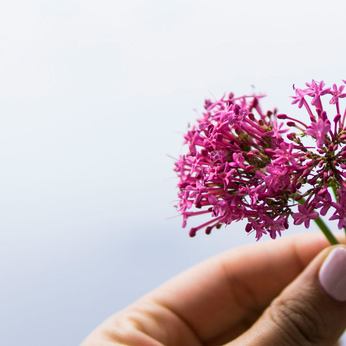 Baldrian zum Schlafen: Vorteile und Kontraindikationen für eine natürliche Erholung.