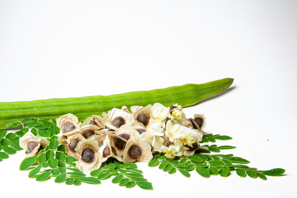 Moringa oleifera seeds: What they are used for and what benefits they ...