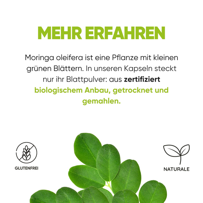 Foglie di Moringa oleifera da fattorie biologiche certificate, essiccate e macinate