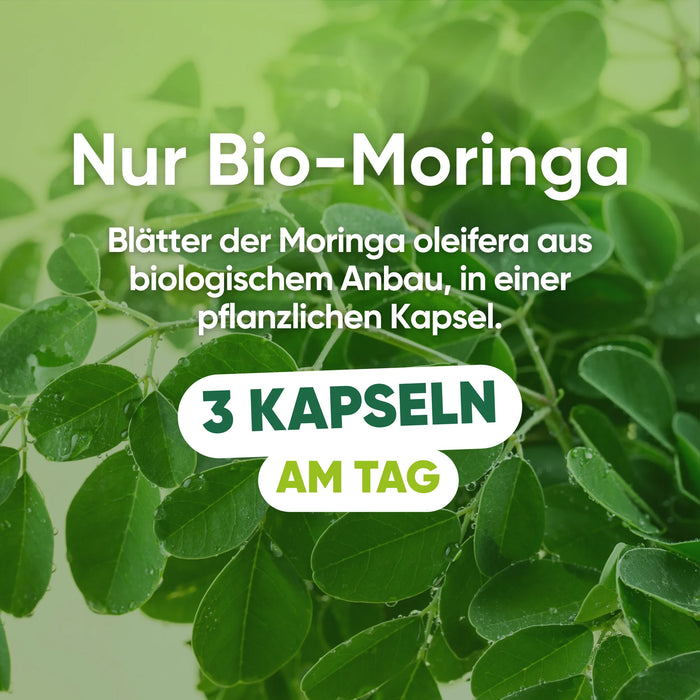 Solo foglie di Moringa oleifera biologica in capsula vegetale, 3 capsule al giorno