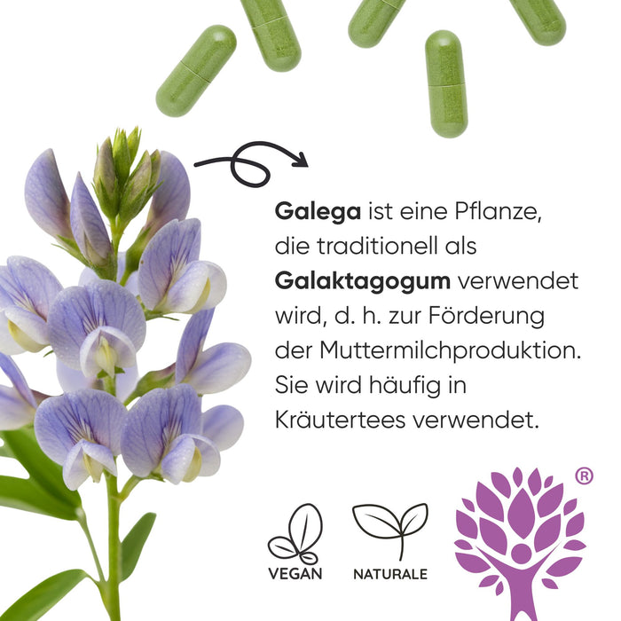 Postpartum Supplement for Breastfeeding & Mood | Galega & Saffron