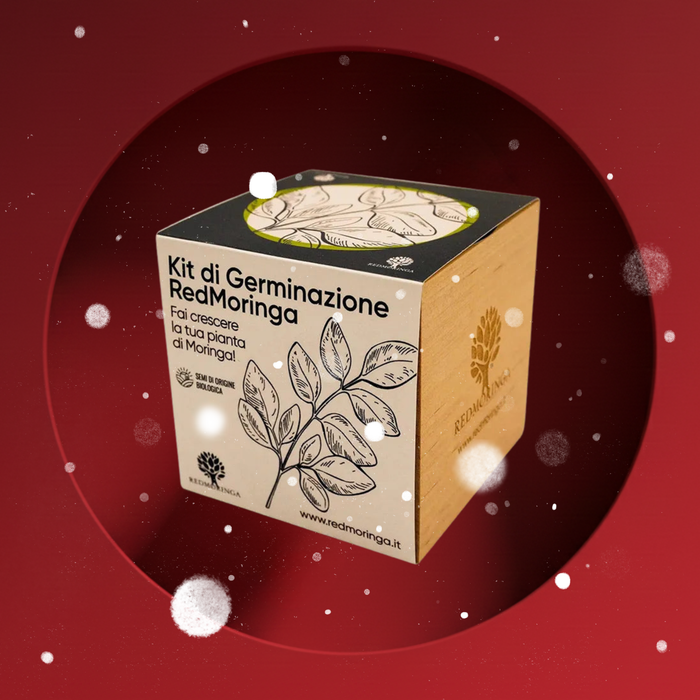 Moringa plant in EcoCube