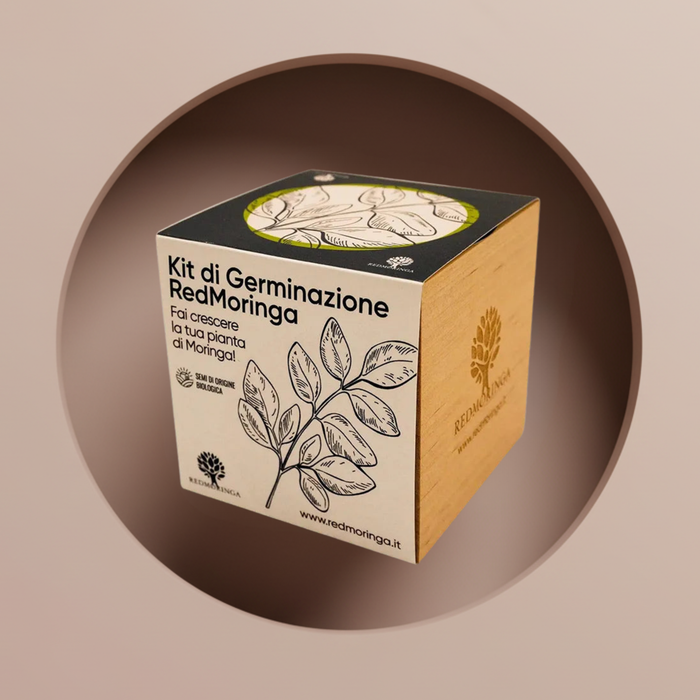 Moringa plant in EcoCube