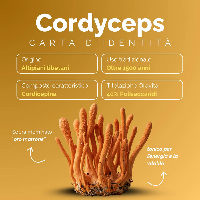 Cordyceps profile: Tibetan Plateau, cordycepin, 40% polysaccharides